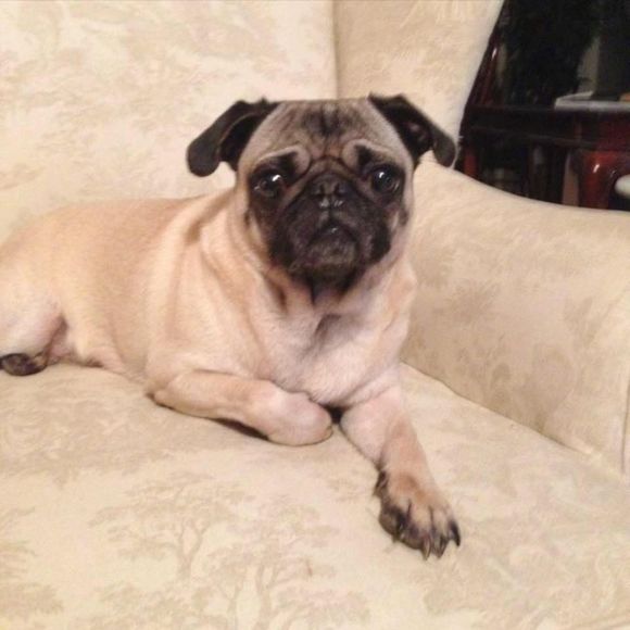 Meet your Posher, Michael - Picture 1 of 1